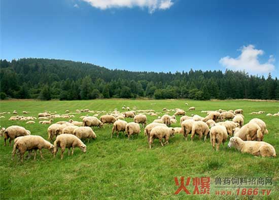 在草原上吃草的羊群