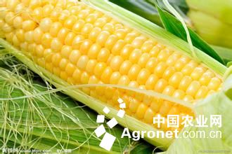 玉米抽穗结实期的管理方法(图) - 玉米网-农业数