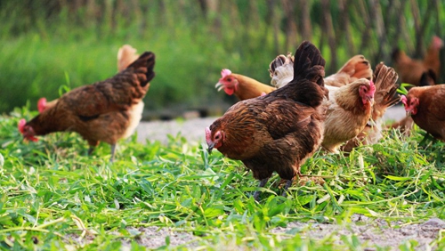 今年上半年中国黄白鸡出栏量增加 - 家禽网-