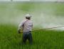 China Pesticide Market Monthly Report